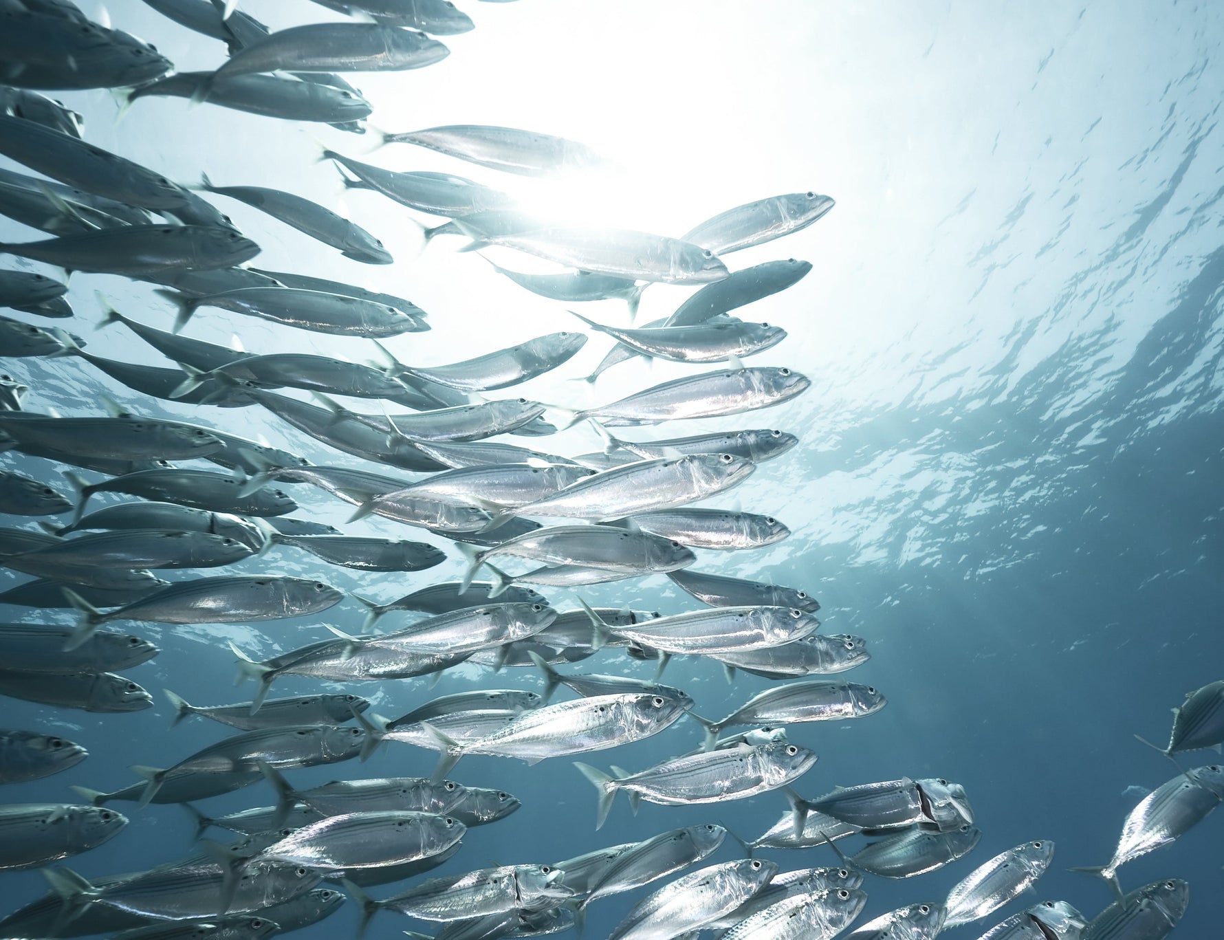 Fischschwarm Sardinen